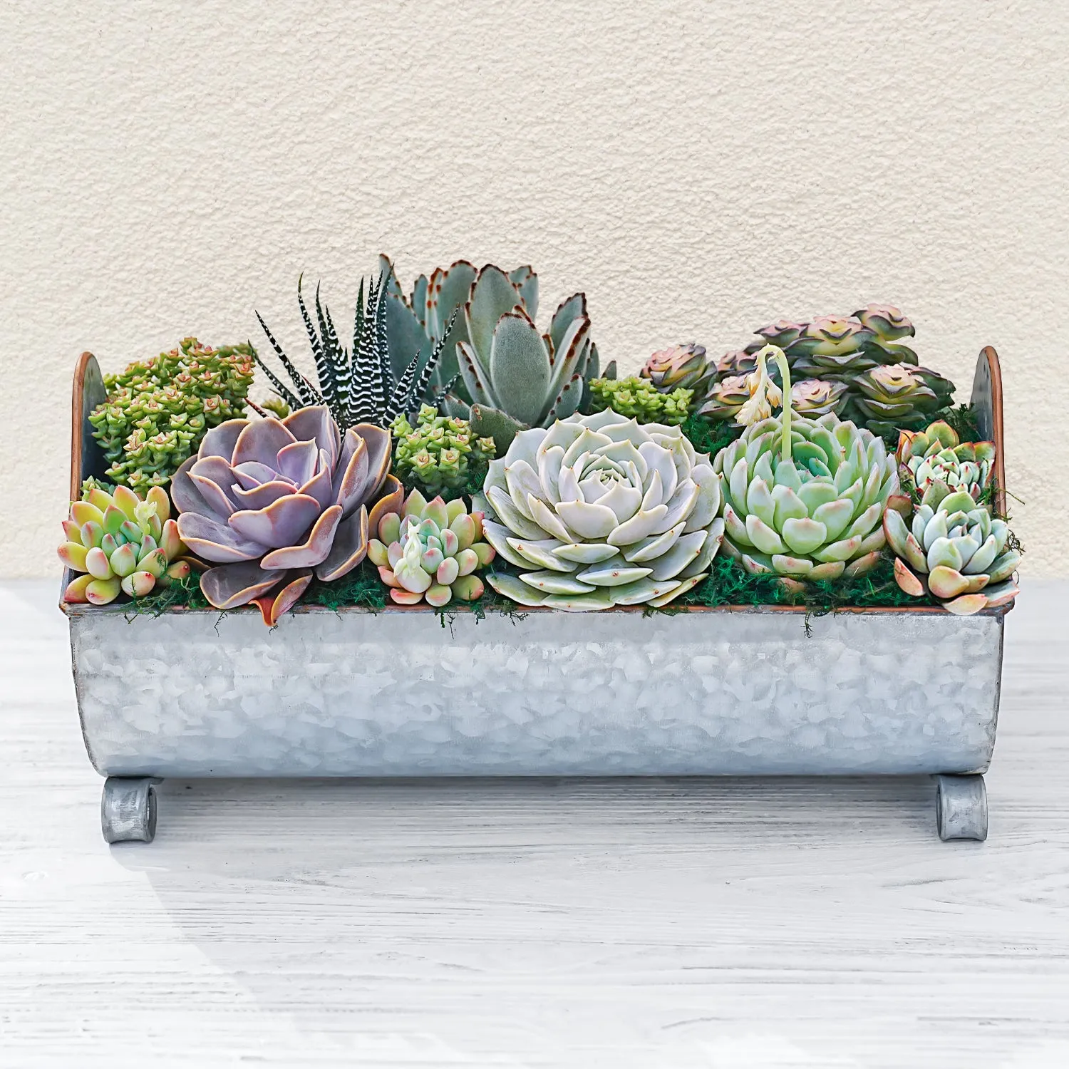 14" Succulent Centerpiece Table Decor Gift