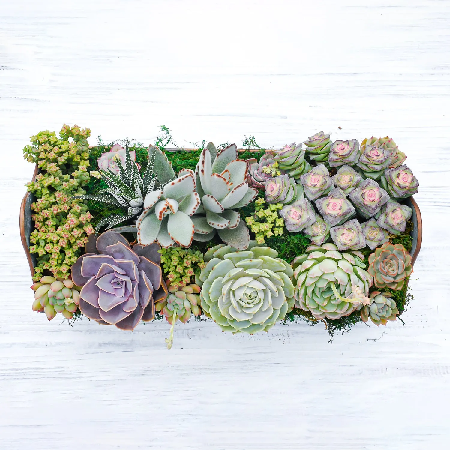 14" Succulent Centerpiece Table Decor Gift