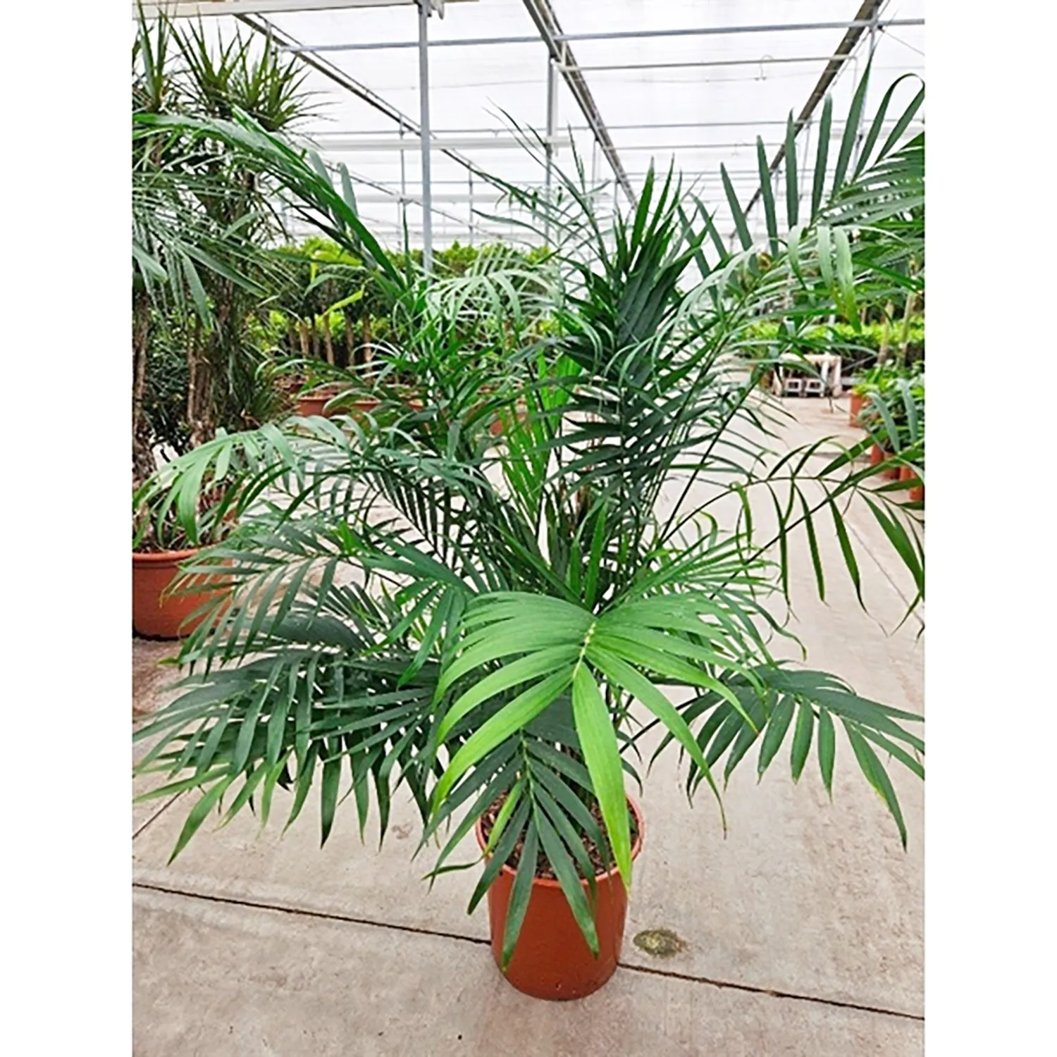 150 - 170cm XXL Chamaedorea Cataractarum 34cm Pot House Plant