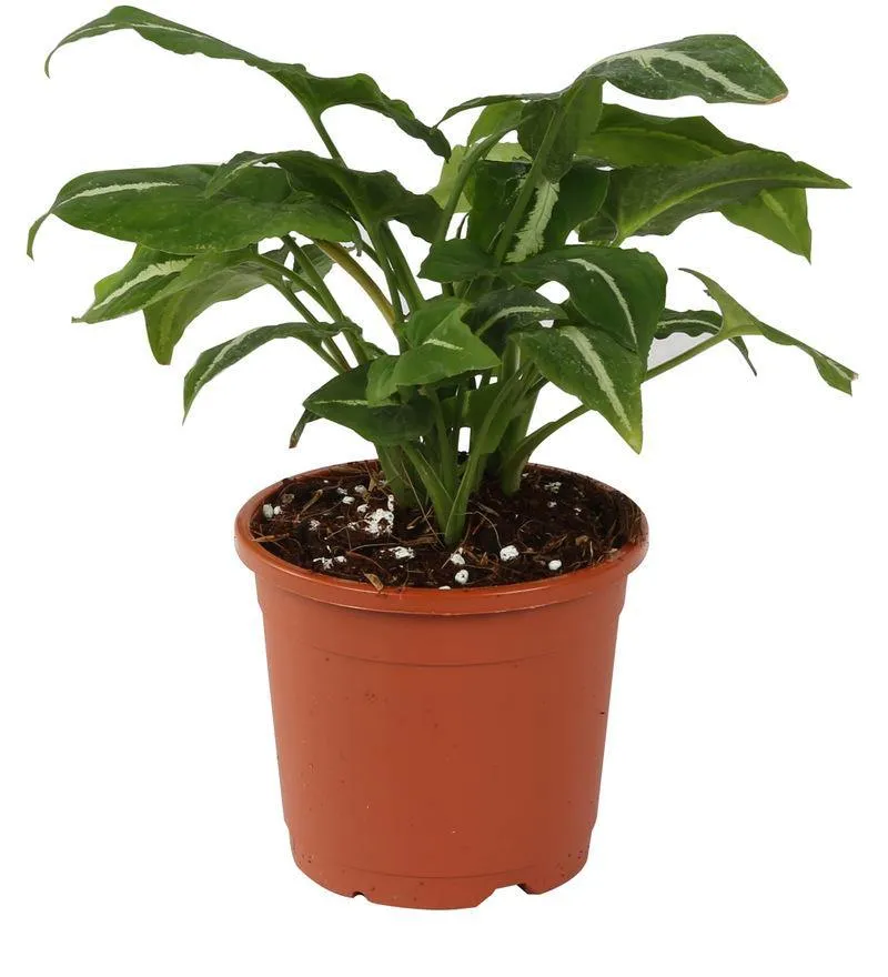 4.5" Flower Pot Terracotta Color Sunrise Series (11 cm)