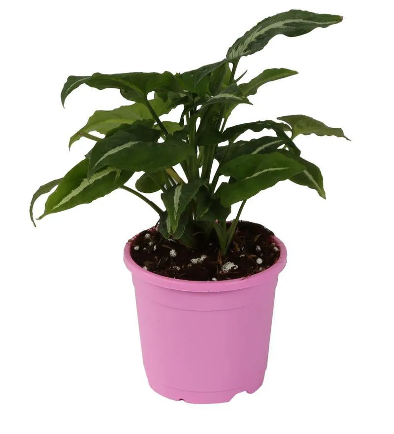 4" Flower Pot Baby Pink Colour Sunrise Series (10 cm)