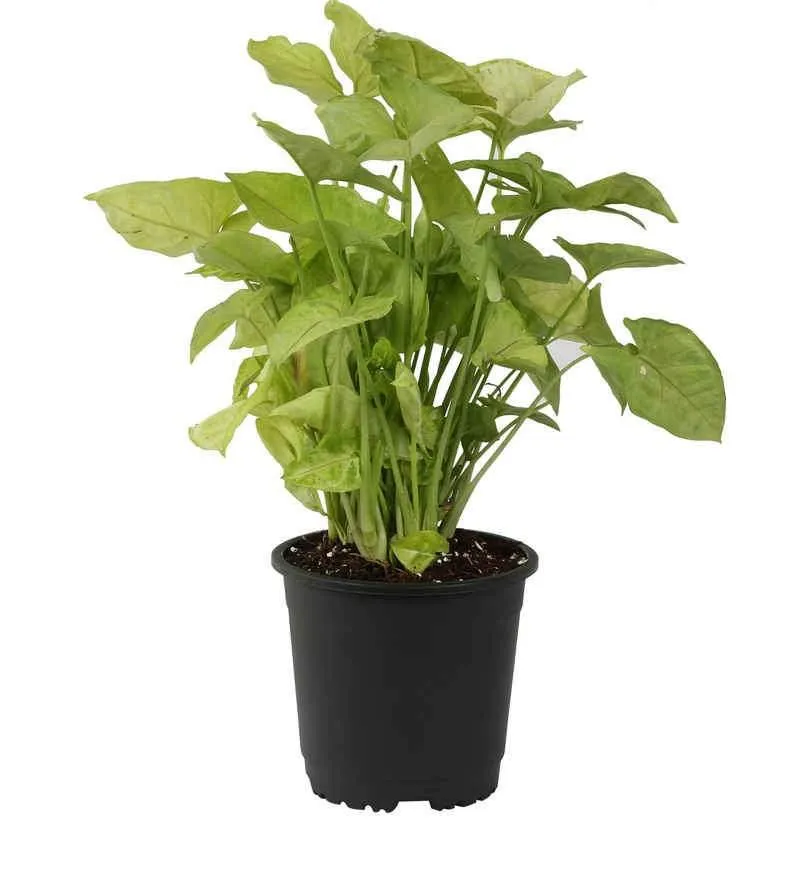 8" Flower Pot Black Colour Sunrise Series (19.5 cm) ( Pack of 12)