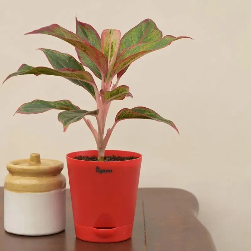Aglaonema Red Indoor Plant With Self Watering Pot | Small