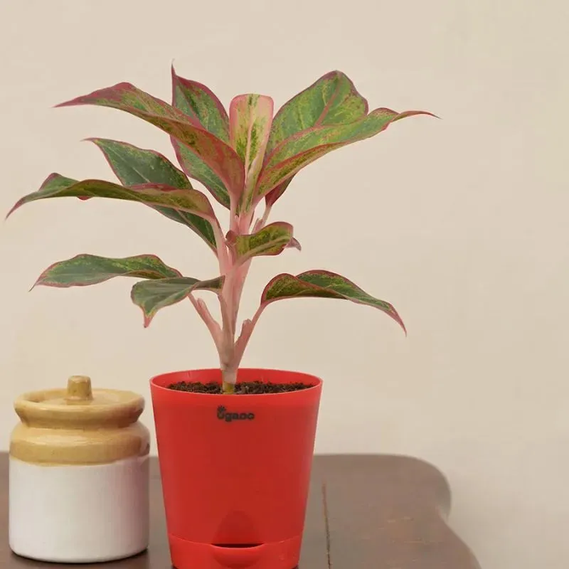 Aglaonema Red Indoor Plant With Self Watering Pot | Small