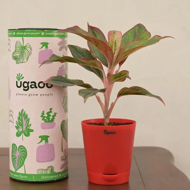 Aglaonema Red Indoor Plant With Self Watering Pot | Small