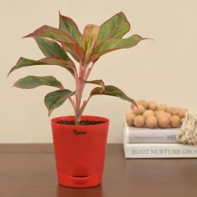 Aglaonema Red Indoor Plant With Self Watering Pot | Small