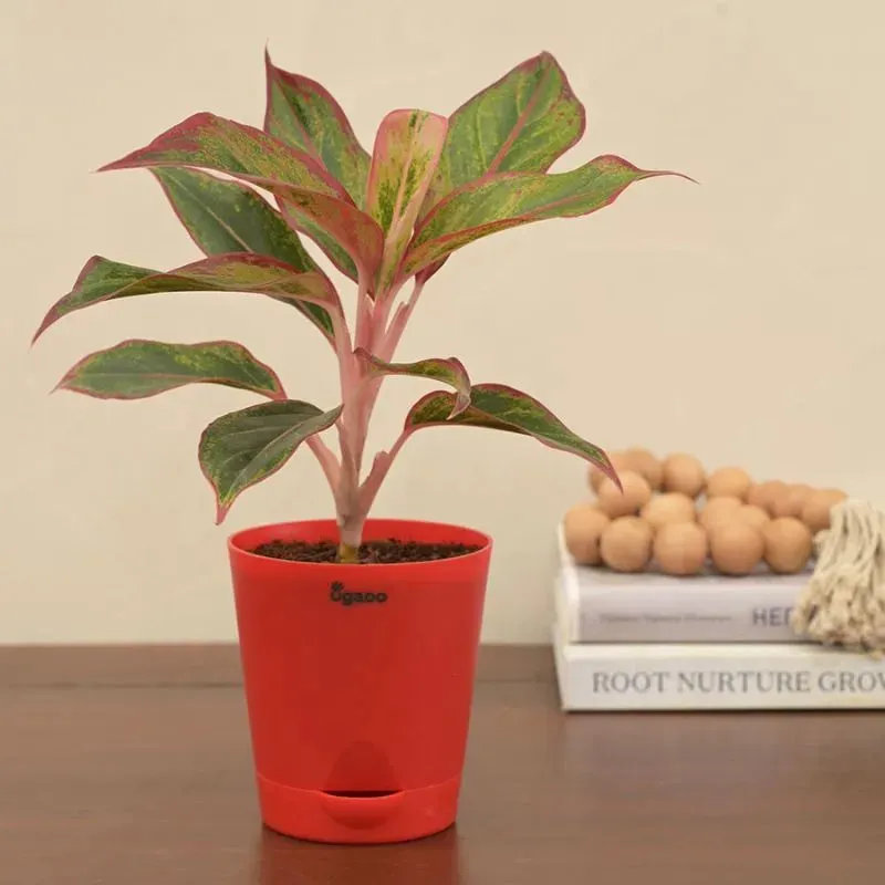Aglaonema Red Indoor Plant With Self Watering Pot | Small