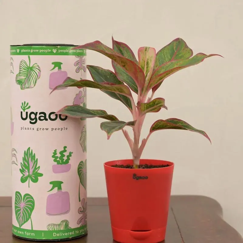 Aglaonema Red Indoor Plant With Self Watering Pot | Small