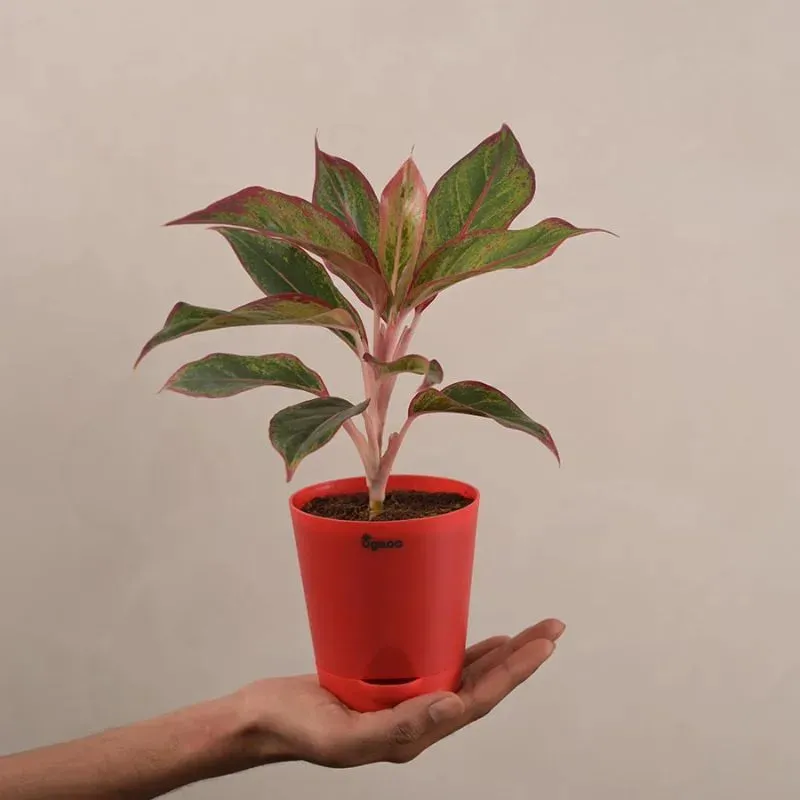 Aglaonema Red Indoor Plant With Self Watering Pot | Small