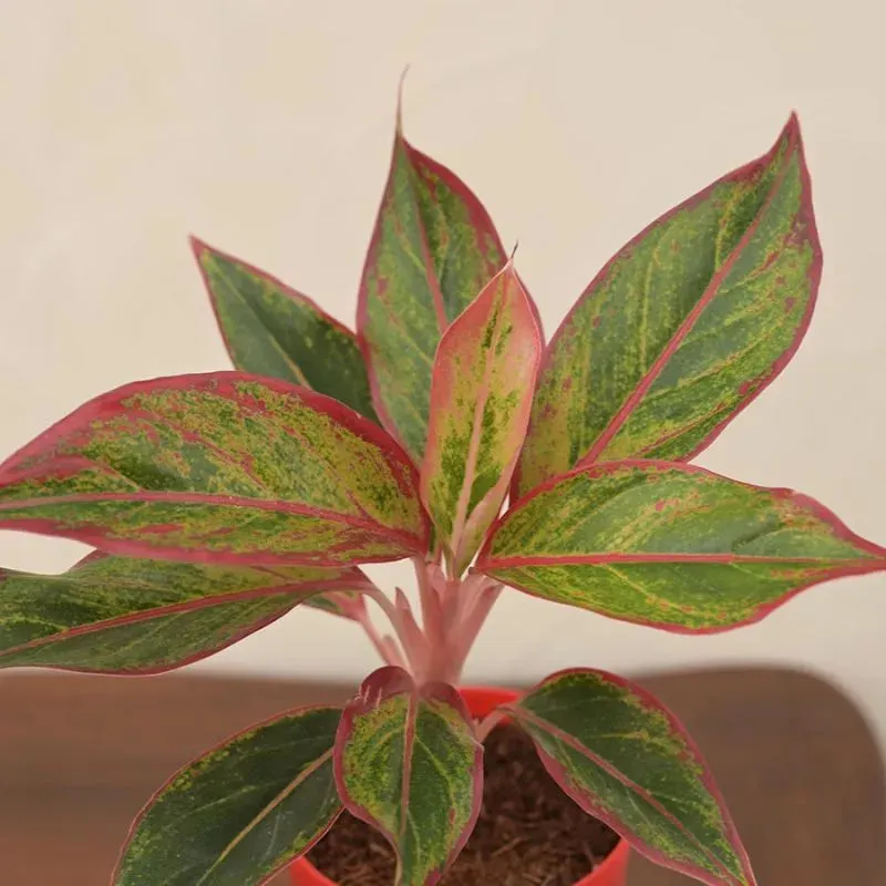 Aglaonema Red Indoor Plant With Self Watering Pot | Small