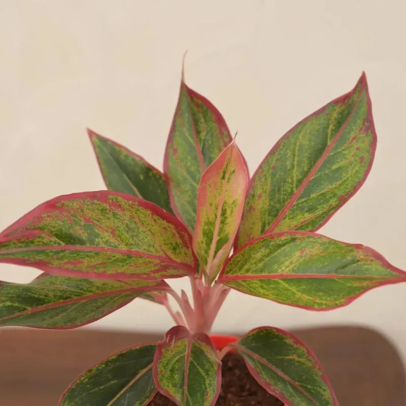 Aglaonema Red Indoor Plant With Self Watering Pot | Small