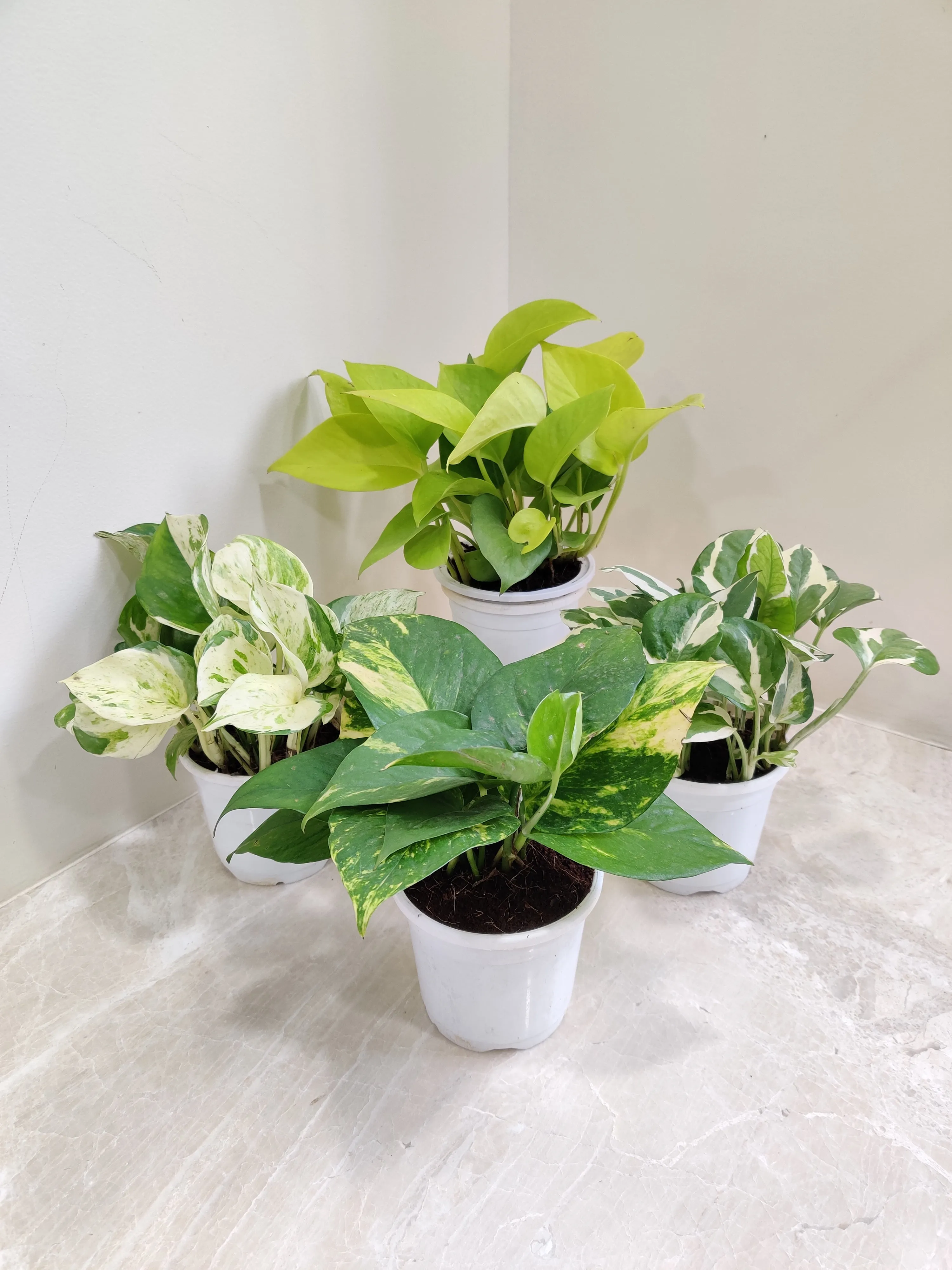 Air-Purifying Money Plants in Flower Pots (Pack of 4)