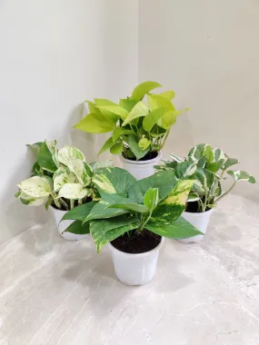 Air-Purifying Money Plants in Flower Pots (Pack of 4)