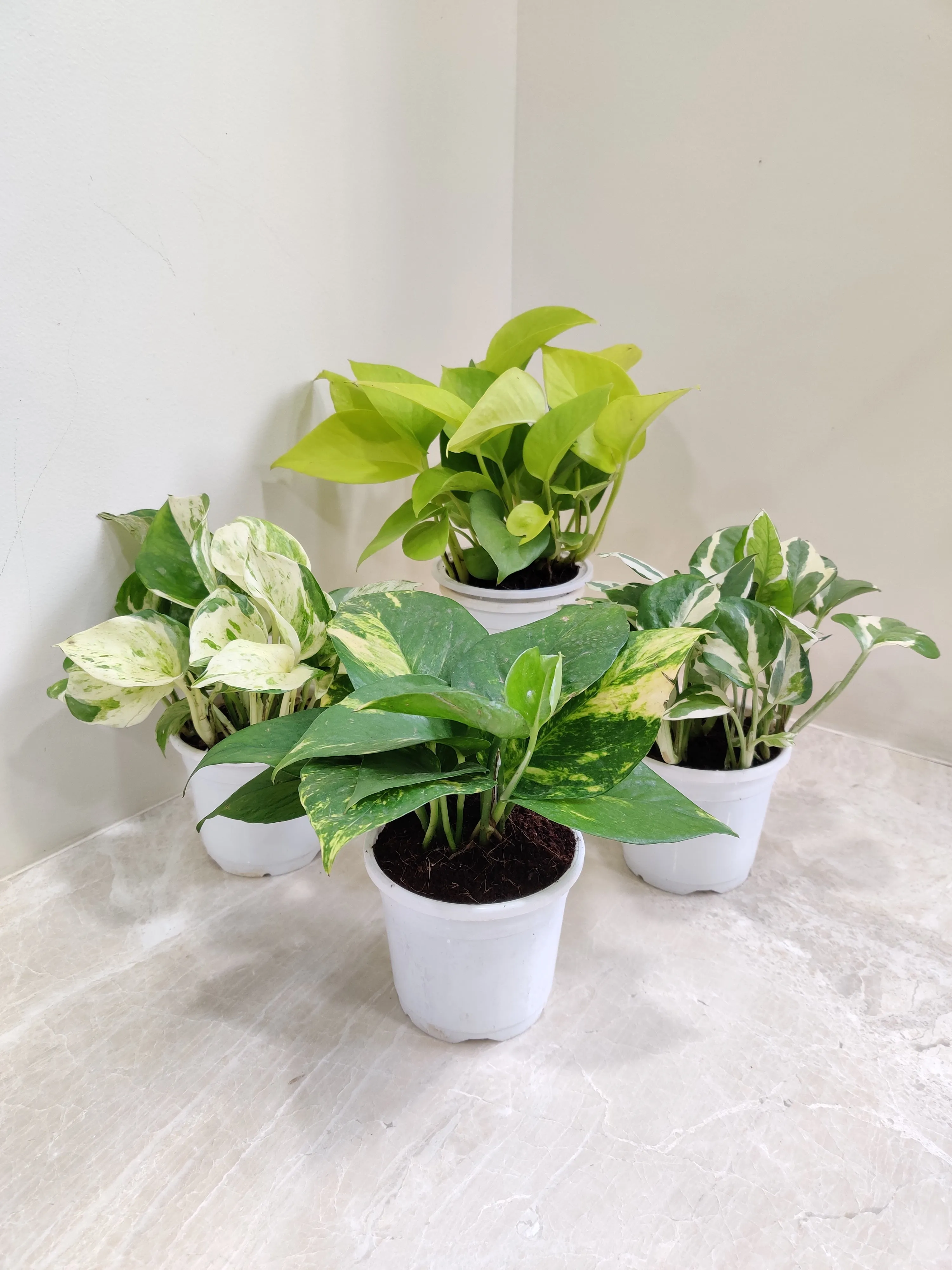 Air-Purifying Money Plants in Flower Pots (Pack of 4)