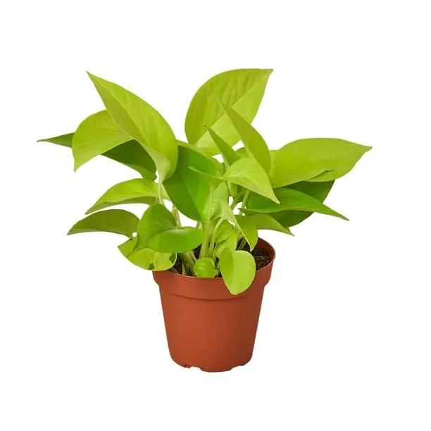 Air-Purifying Money Plants in Flower Pots (Pack of 4)