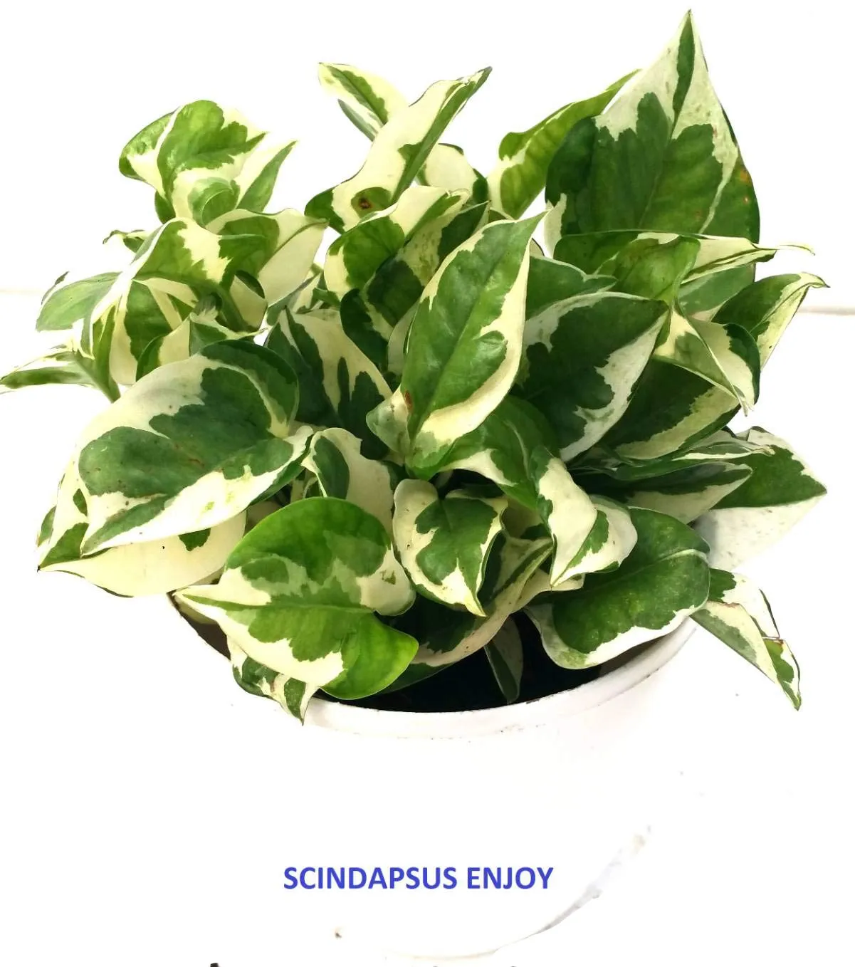 Air-Purifying Money Plants in Flower Pots (Pack of 4)