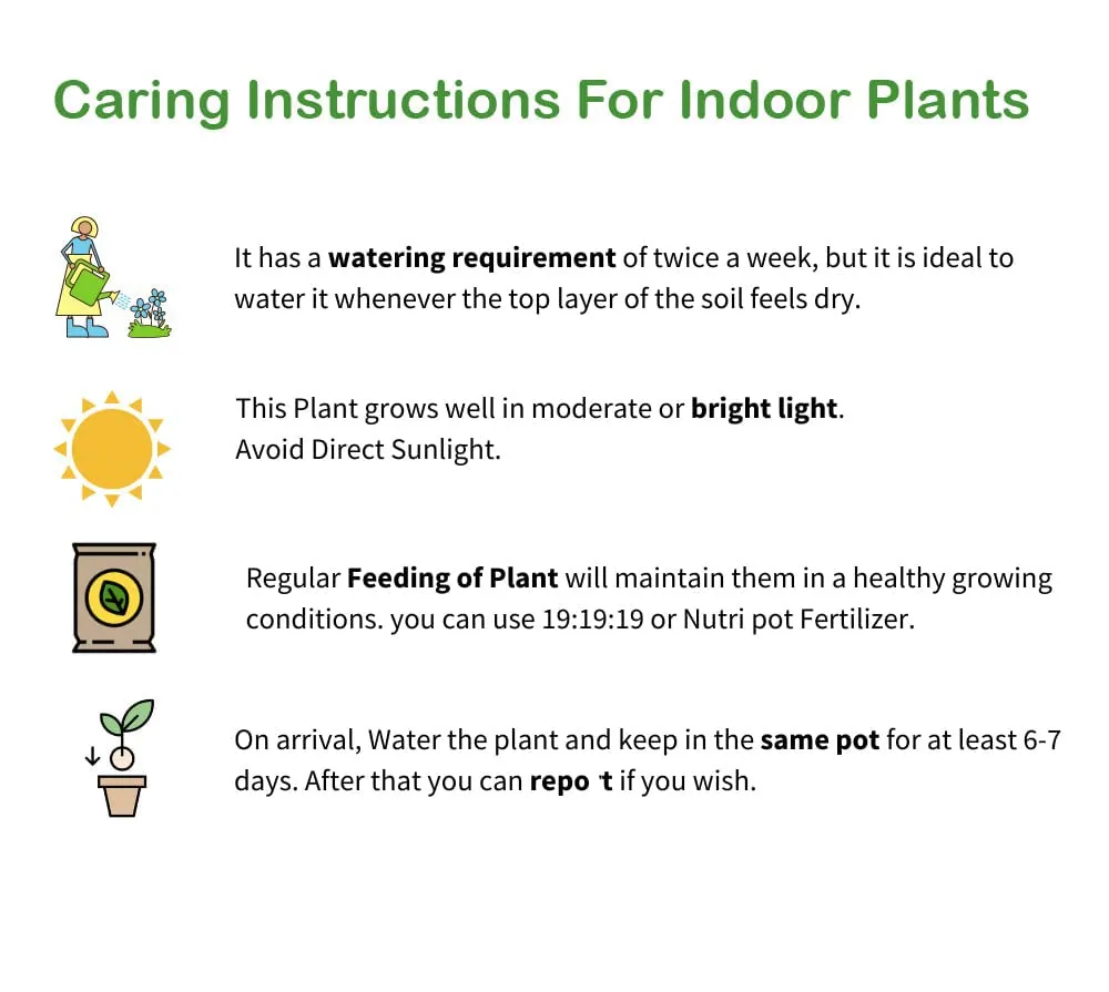 Air-Purifying Money Plants in Flower Pots (Pack of 4)
