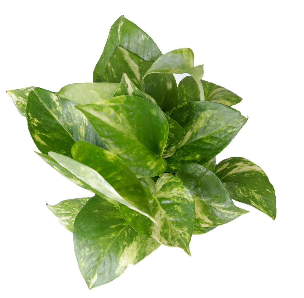Air-Purifying Money Plants in Flower Pots (Pack of 4)