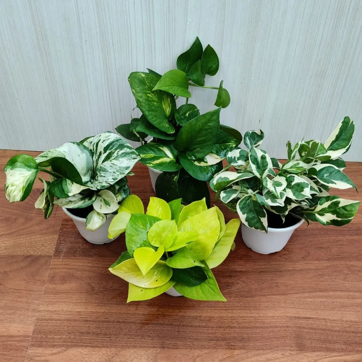 Air-Purifying Money Plants in Flower Pots (Pack of 4)