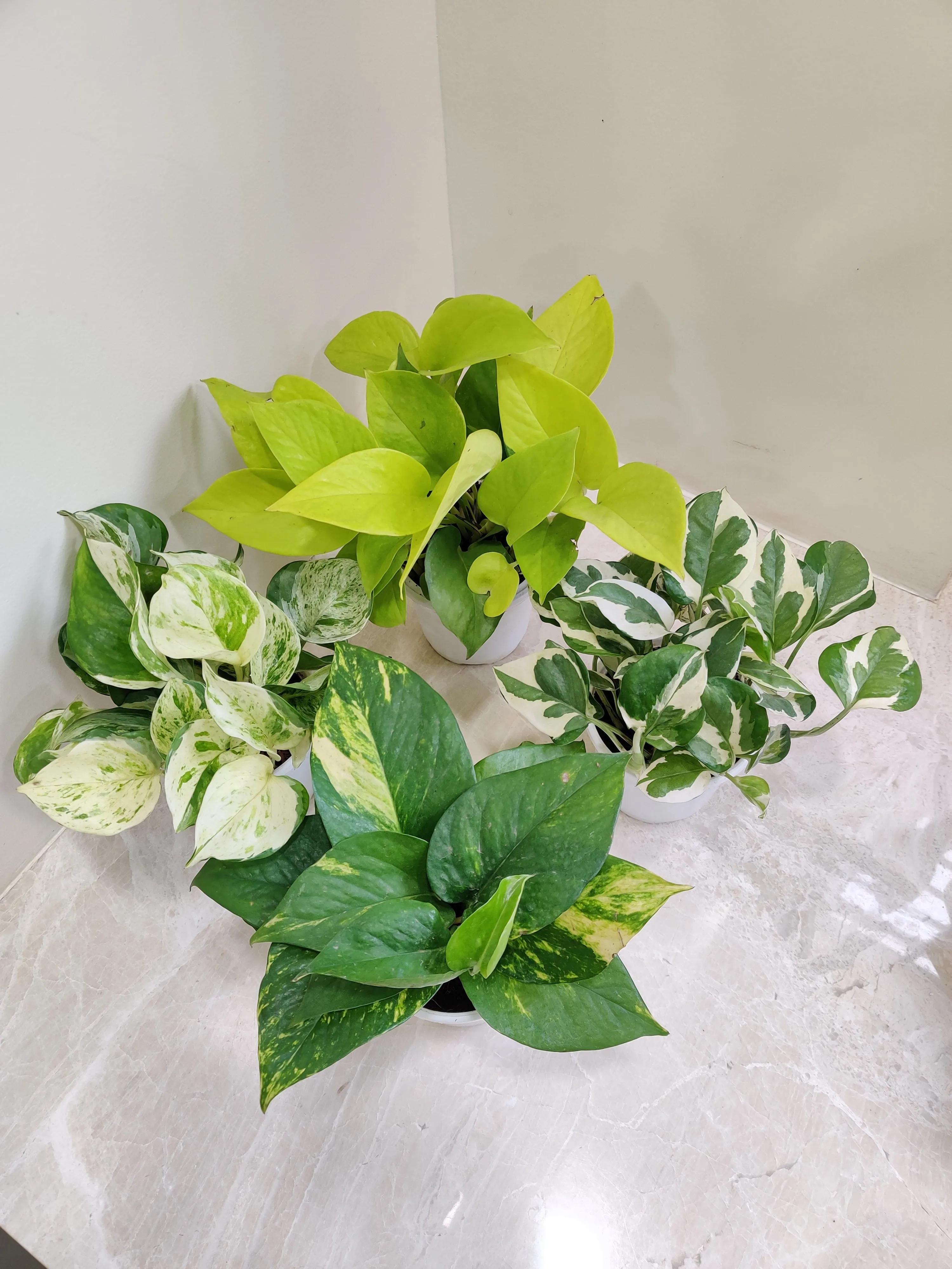 Air-Purifying Money Plants in Flower Pots (Pack of 4)