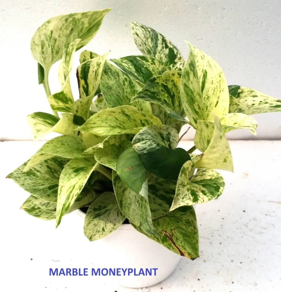 Air-Purifying Money Plants in Flower Pots (Pack of 4)