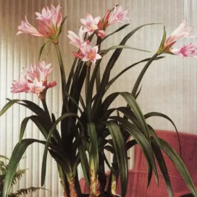Amarcrinum memoria-corsi Howardii