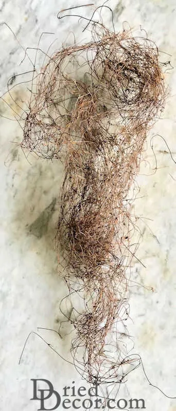 Angel Vine - 5lbs Natural