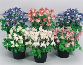 Aquilegia Cameo Mix Flower Seeds