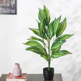 Artificial Dracaena Plant For Home Décor With Black Pot | 2.3 feet
