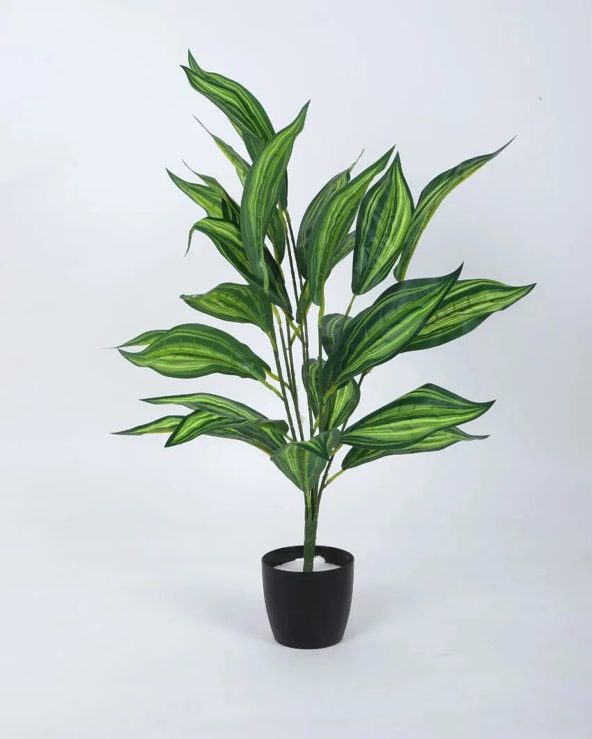 Artificial Dracaena Plant For Home Décor With Black Pot | 2.3 feet