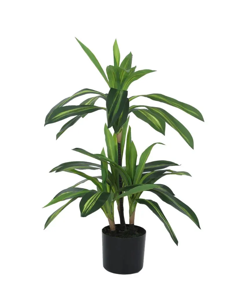 Artificial Dracaena Plant For Home Decor With Black Pot | 3 feet