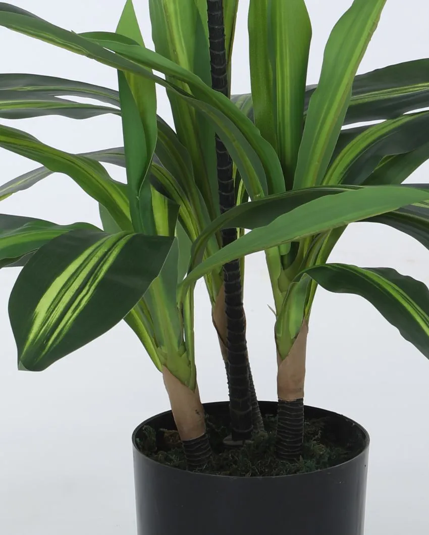 Artificial Dracaena Plant For Home Decor With Black Pot | 3 feet