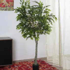 Artificial Ficus Variegated Plant Natural Looking With Black Pot | 6 feet