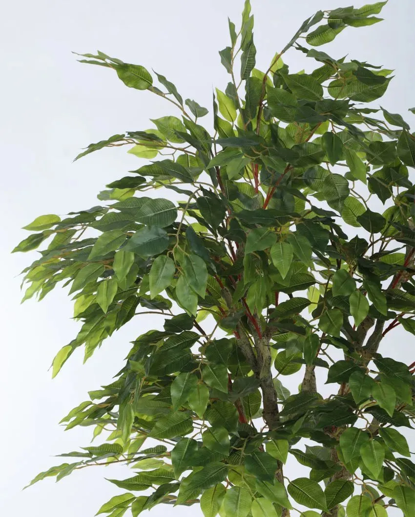Artificial Ficus Variegated Plant Natural Looking With Black Pot | 6 feet