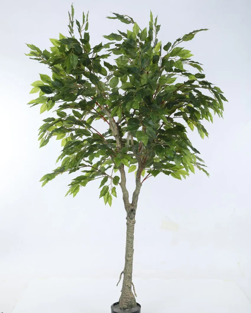 Artificial Ficus Variegated Plant Natural Looking With Black Pot | 6 feet