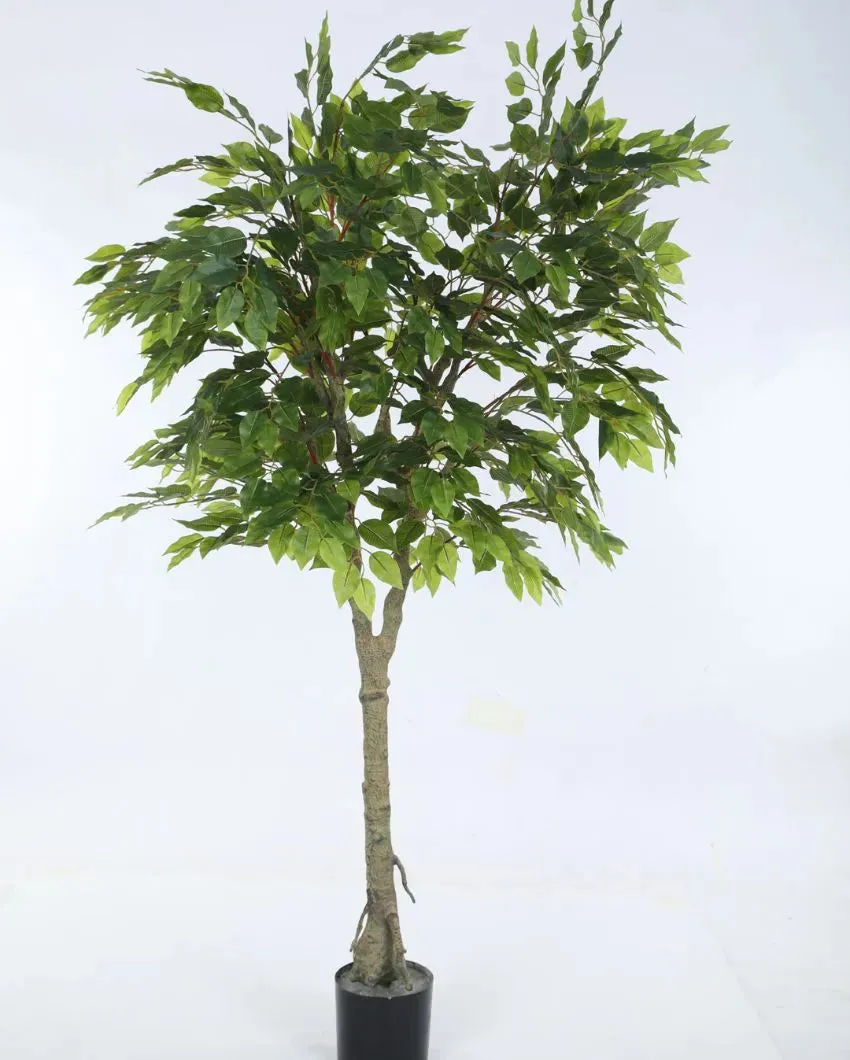 Artificial Ficus Variegated Plant Natural Looking With Black Pot | 6 feet