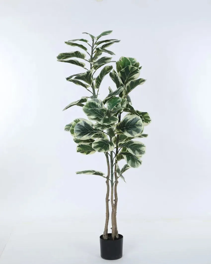 Artificial Fiddle Leaf Fig Variegated Plant With Black Pot | 5 feet