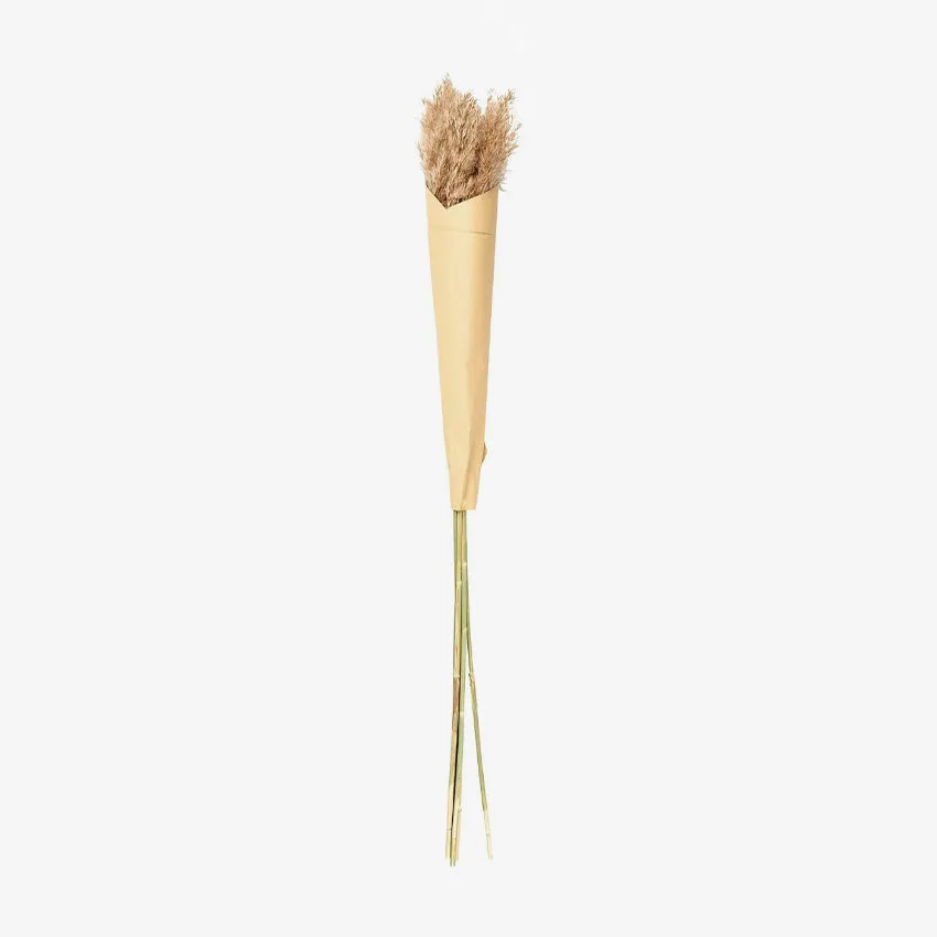 Asa Germany | Pampas Grass Foliage