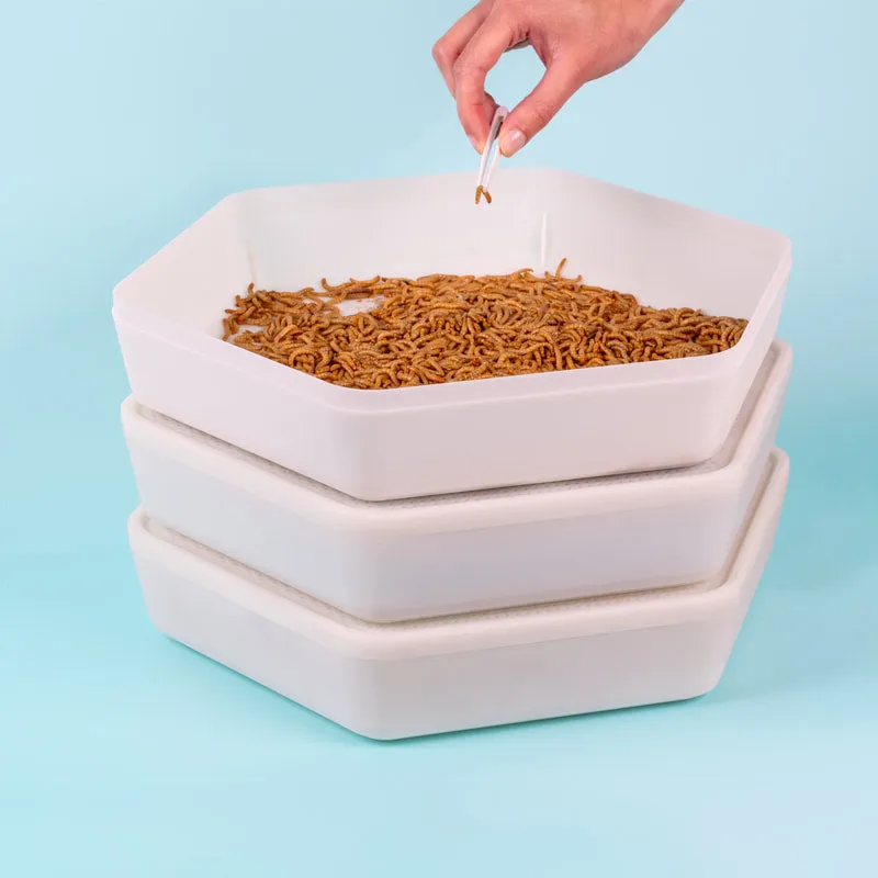 Bug Factory - Mealworm Habitat