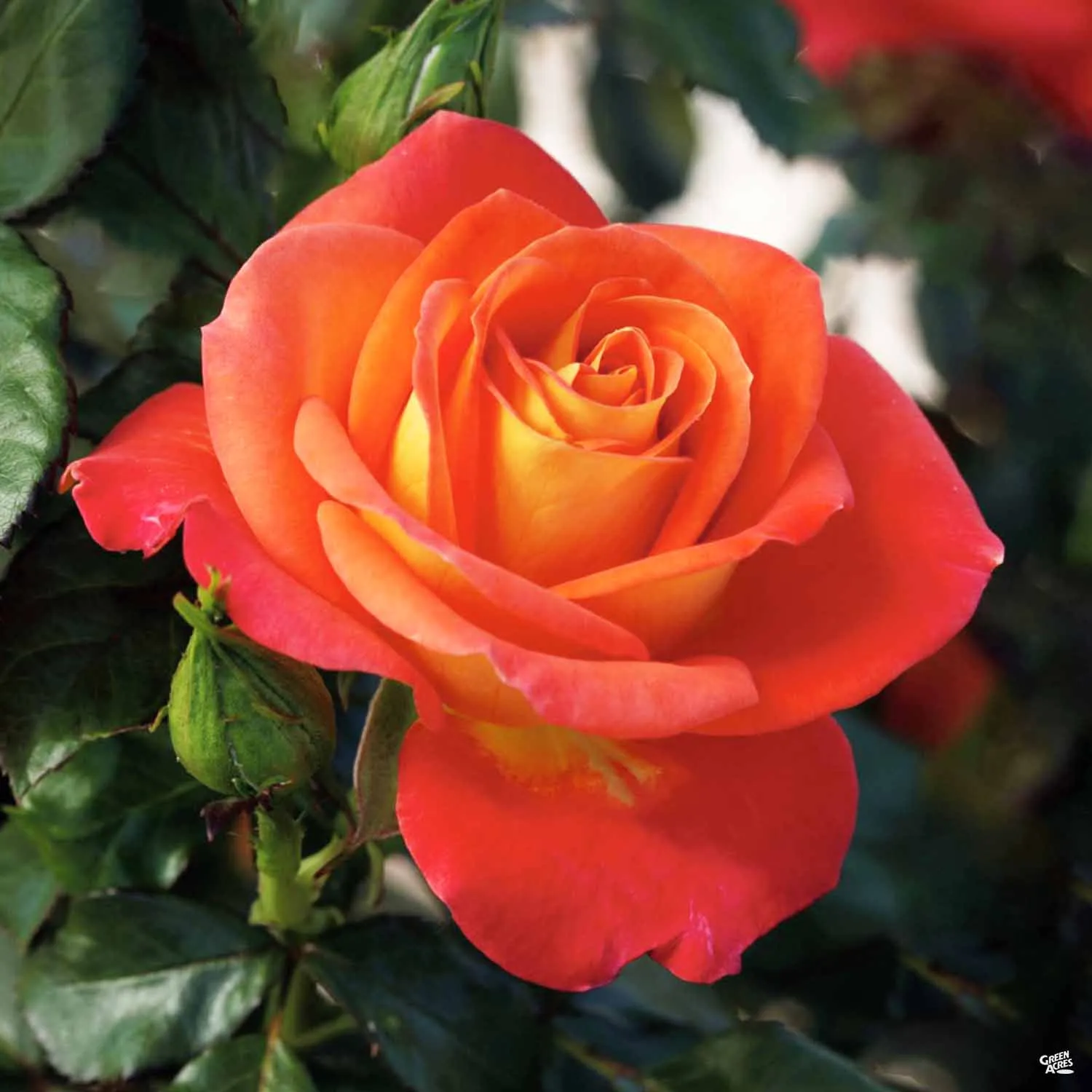 Burst of Joy&#174; Rose Bareroot