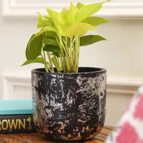 Century Silver Planter | Black  | Plant Not Included