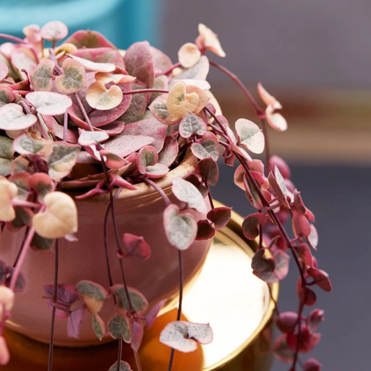 Ceropegia woodii f. variegata /String of Heart Variegata (4 inch)