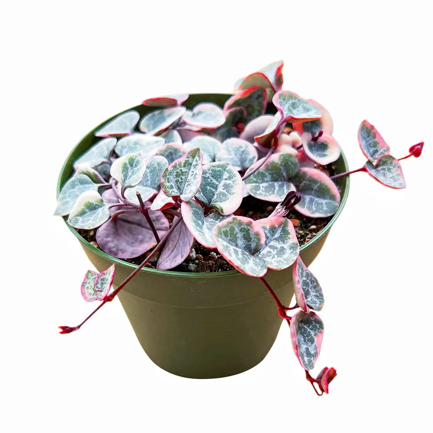Ceropegia woodii f. variegata /String of Heart Variegata (4 inch)