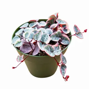 Ceropegia woodii f. variegata /String of Heart Variegata (4 inch)