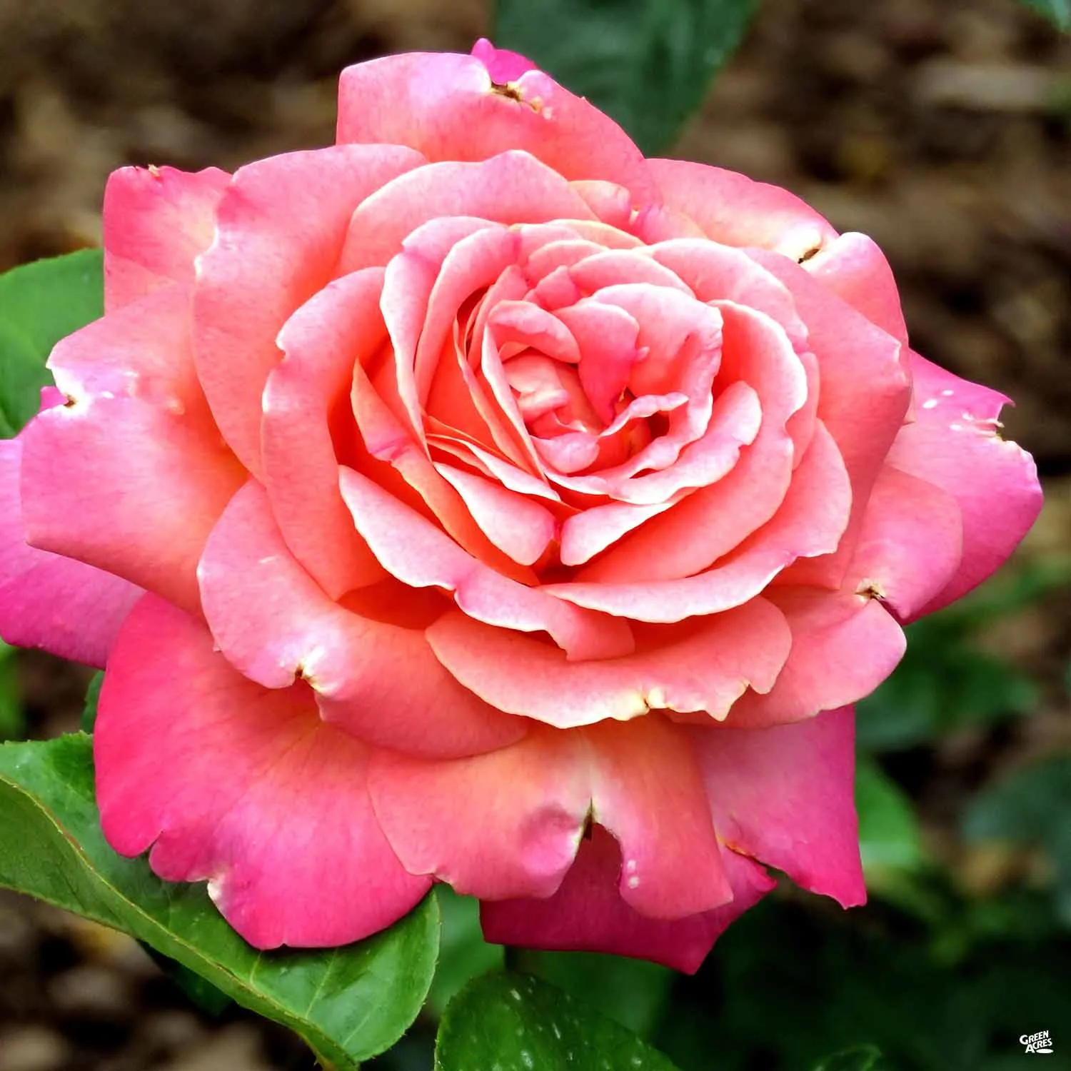 Chicago Peace&#174; Rose