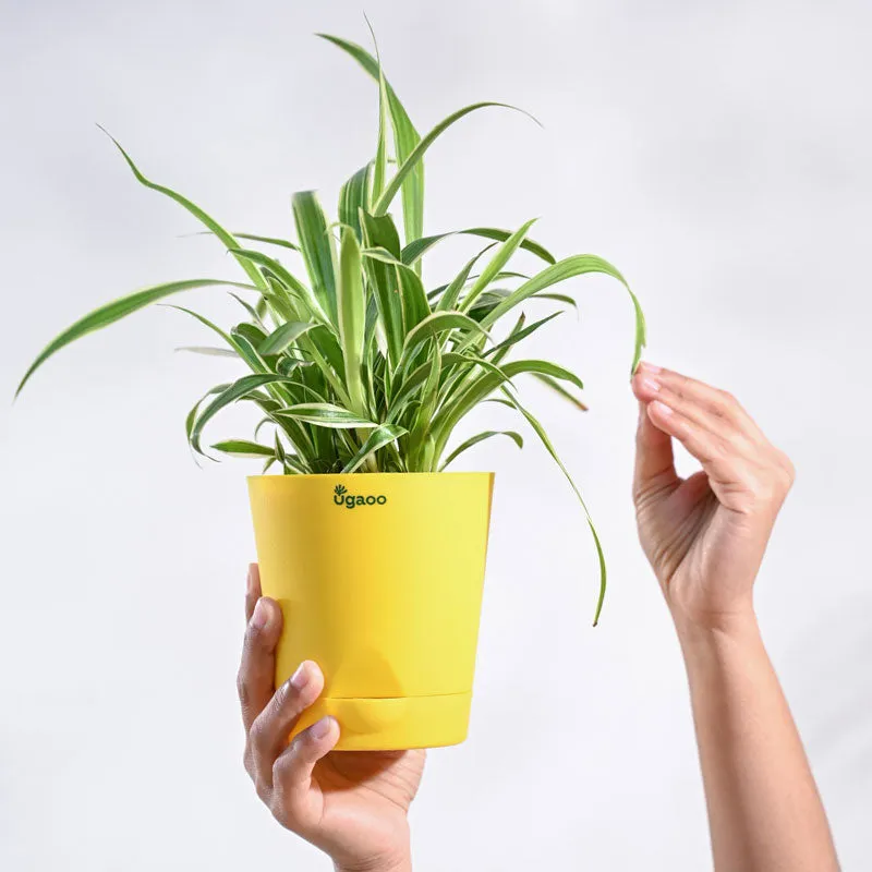 Chlorophytum Spider Small Plant with Krish Self Watering Yellow Plastic Pots | Set of 4