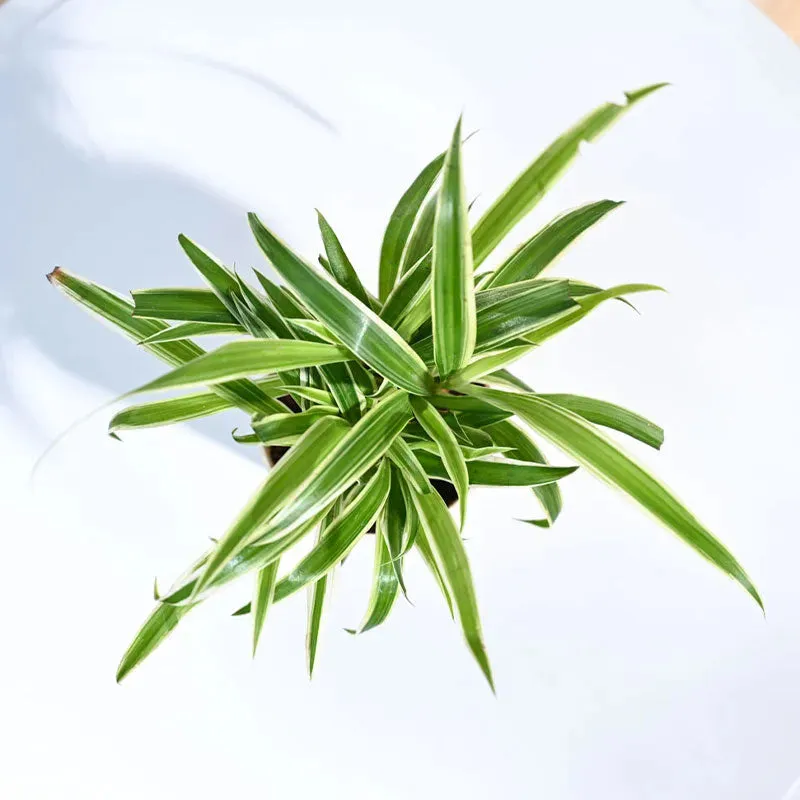 Chlorophytum Spider Small Plant with Krish Self Watering Yellow Plastic Pots | Set of 4