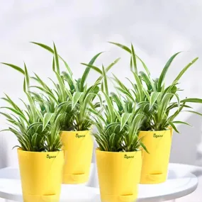 Chlorophytum Spider Small Plant with Krish Self Watering Yellow Plastic Pots | Set of 4