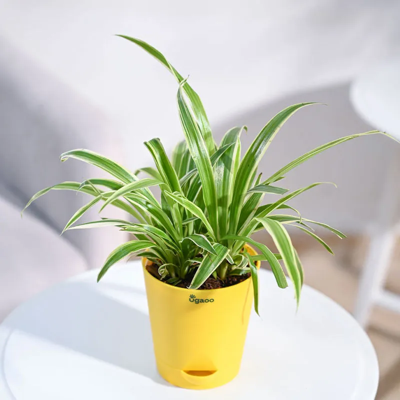 Chlorophytum Spider Small Plant with Krish Self Watering Yellow Plastic Pots | Set of 4