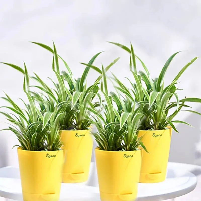 Chlorophytum Spider Small Plant with Krish Self Watering Yellow Plastic Pots | Set of 4
